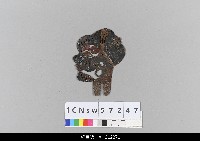 藏品(中國湖北皮影戲偶頭-淨)的圖片